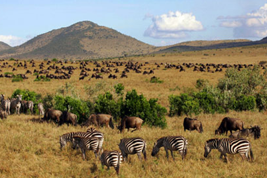 5 days Spectacular Masai Mara