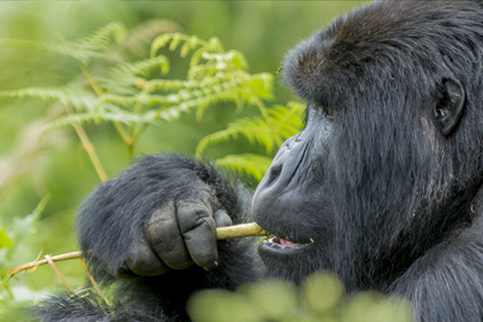 10 days Primate Special Rwanda & Uganda